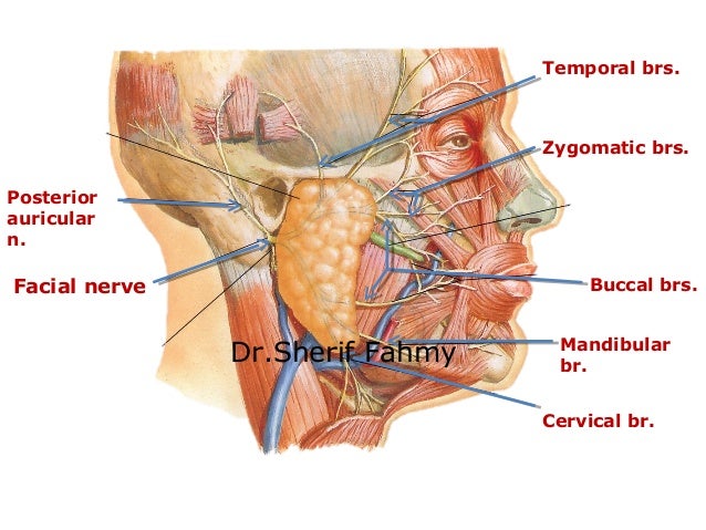 facial nerve zygomatic Facial nerve zygomatic